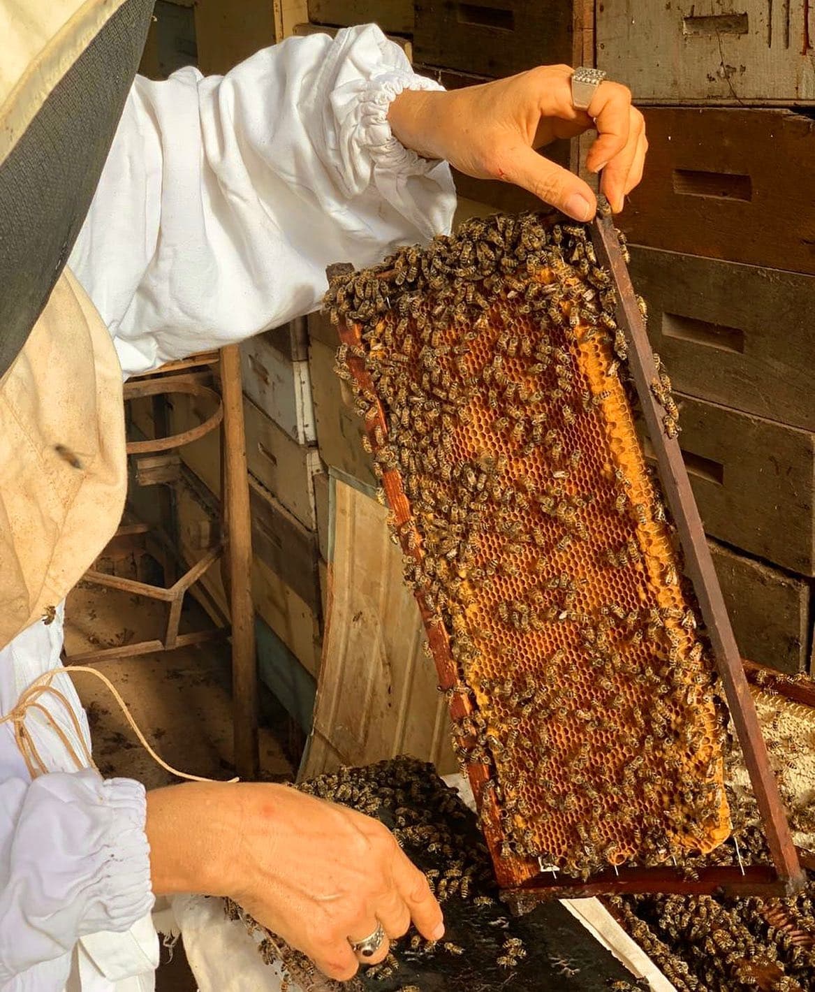 Lucimar no apiário com favo de mel