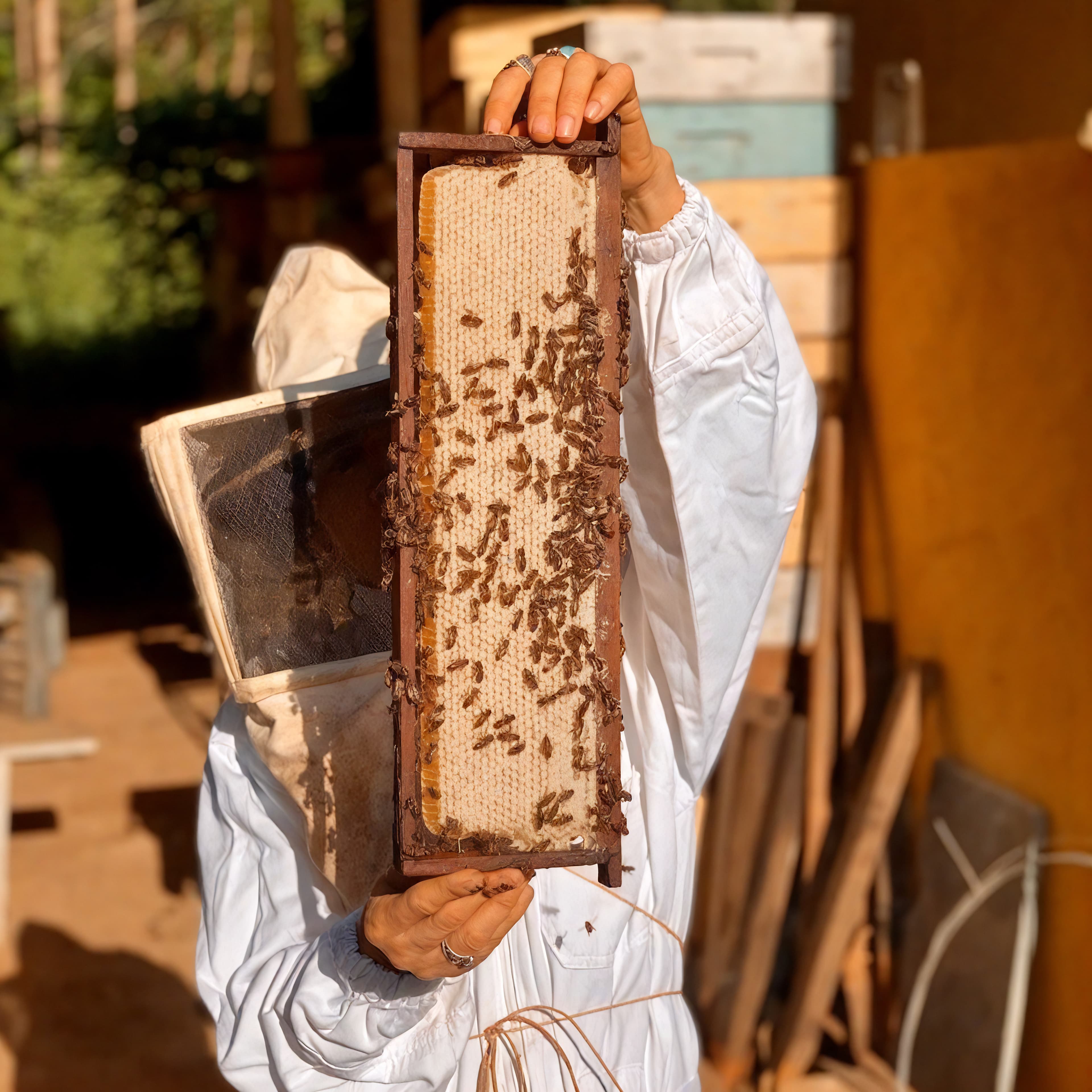 Lucimar segurando favo de mel cheio de abelhas